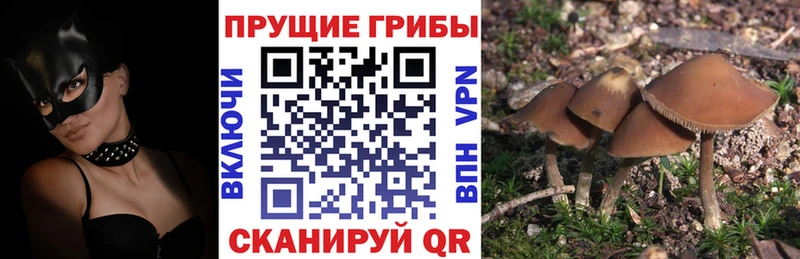 Галлюциногенные грибы Magic Shrooms  цены   Волгореченск 